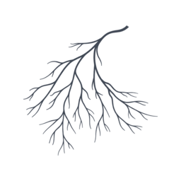 Blood Vessels