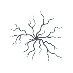 Spider Veins